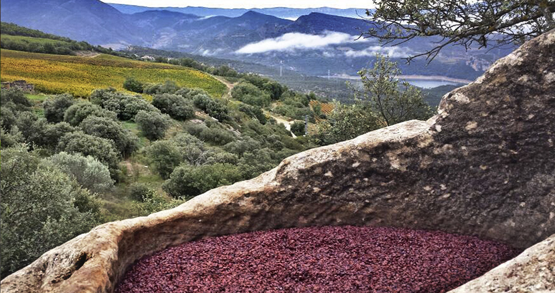 Tardor a Catalunya: vinyes i vins